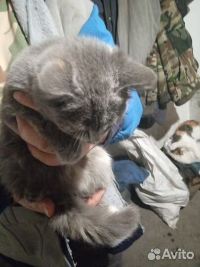 Отдам в хорошие и добрые руки