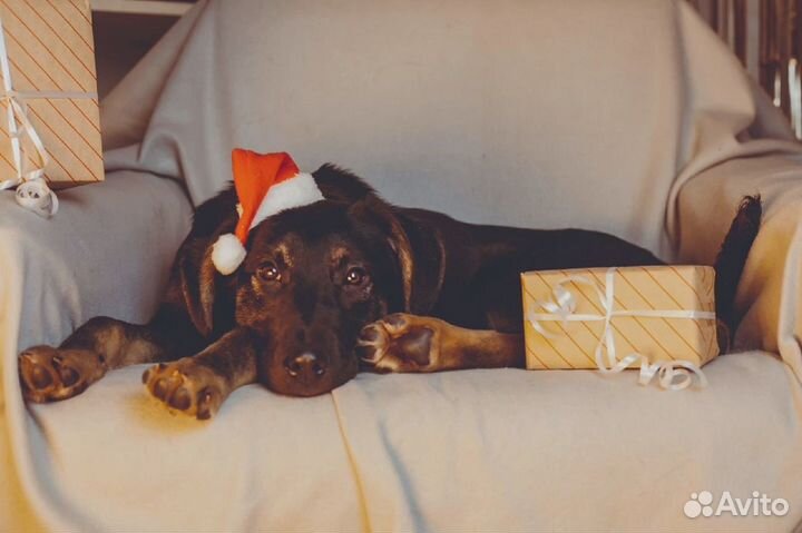 Собака в добрые руки