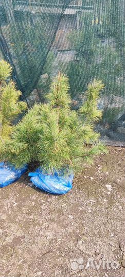 Кедр сибирский