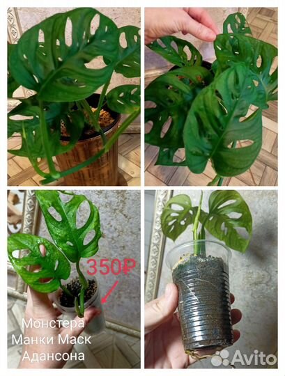 Разные мостеры