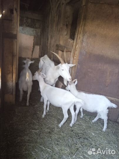 Козы и козлята