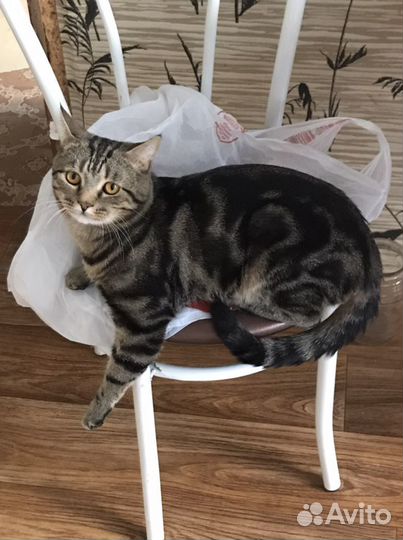 Шотландский мраморный прямоухий кот, на вязку