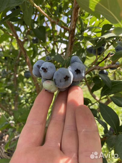 Голубика садовая саженцы