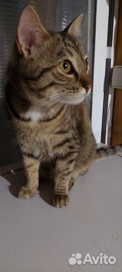 Кот и кошка