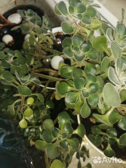 Аихризон дерево любви