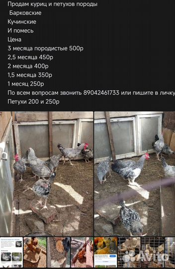 Куры несушки