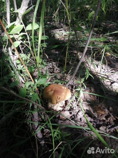 Белые грибы