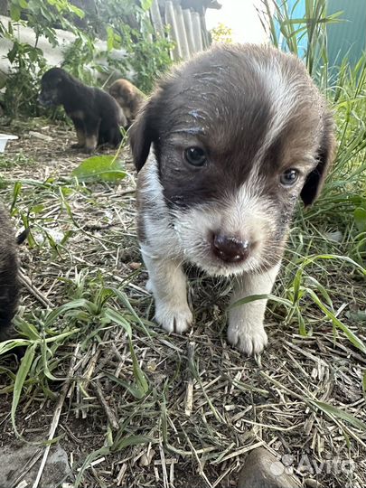 Щенята в добрые руки