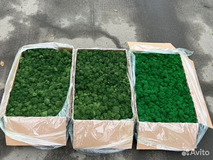 Мох стабилизированный, розница и опт, зеленый