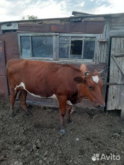 Коровы и телята