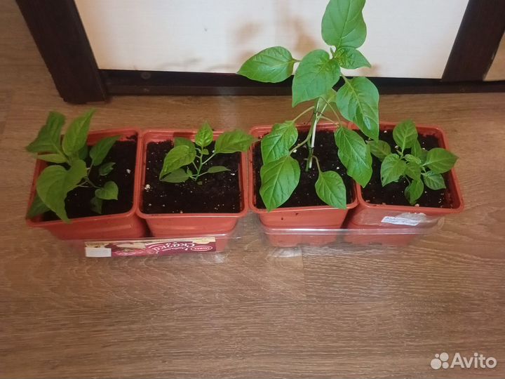 Рассада перца Carolina reaper и не только