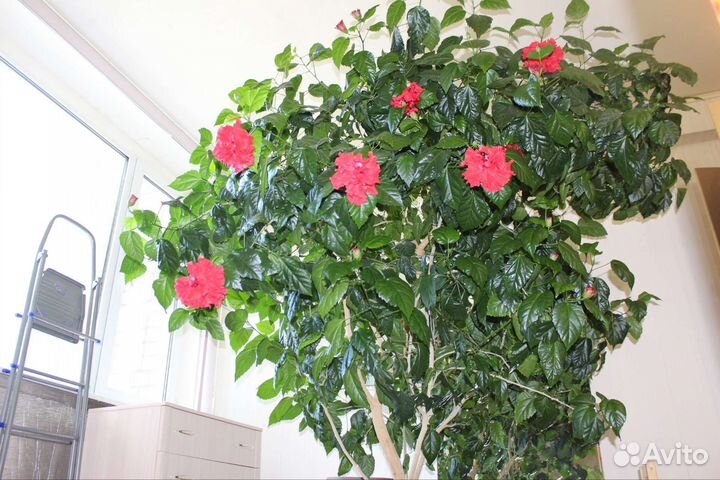 Китайская роза