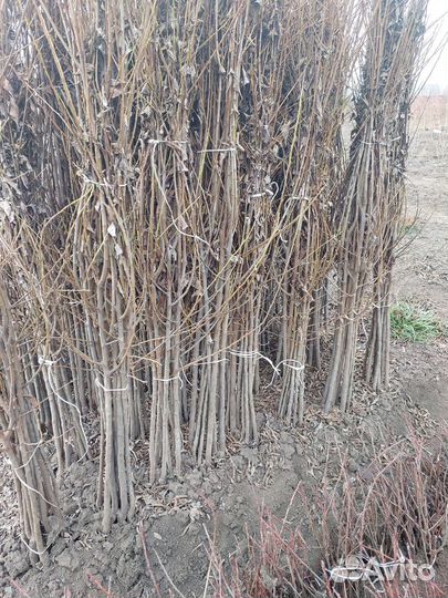 Саженцы оптом