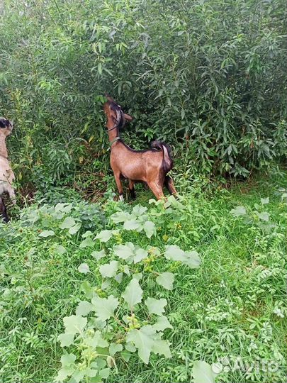 Козы дойные