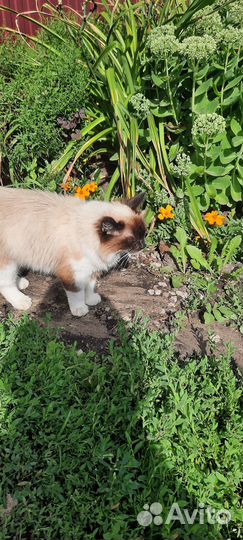 Кошечка в добрые руки