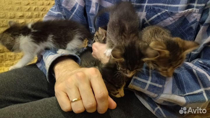 Котята отдам бесплатно