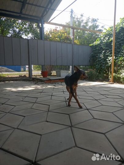 Вязка той-терьер