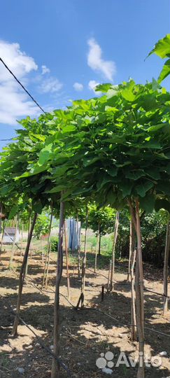 Катальпа нана на штамбе