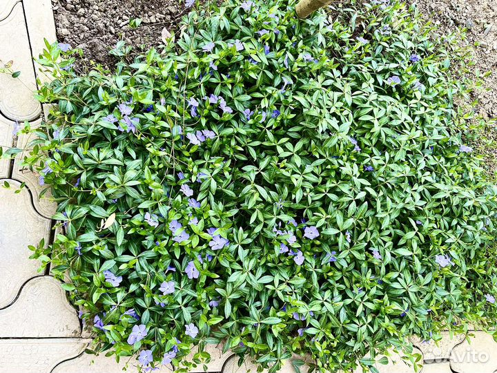 Барвинок ползучий,растение почвопокровное