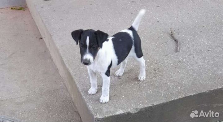 Фокстерьер гладкошерстный