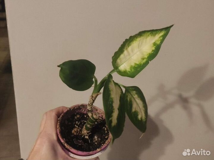 Калла Эфиопская, диффенбахия