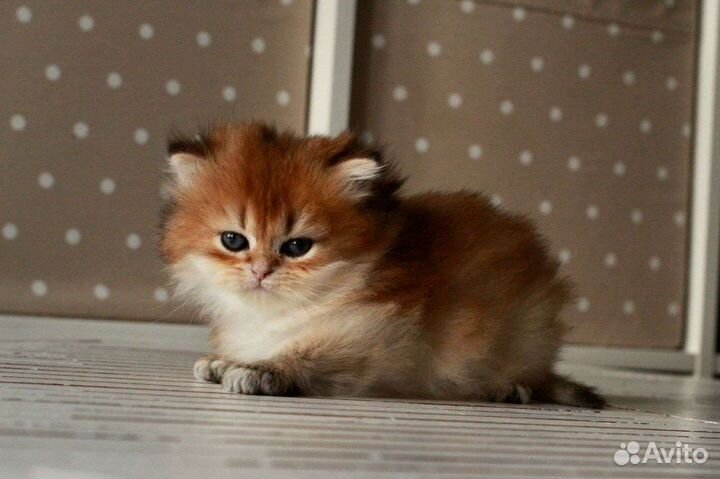 Очаровательный британский малыш