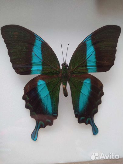 Бабочка Парусник Блюме (лат. Papilio blumei)