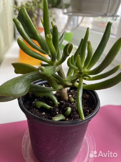 Листайте фото - Денежное дерево, толстянка Хоббит