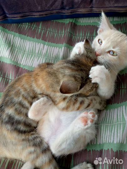 Кошки в добрые руки