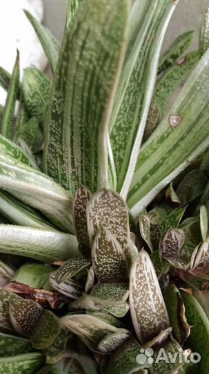 Гастерия вариегатная; Хавортии