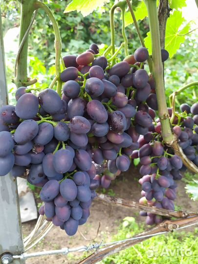 Вегетирующие саженцы винограда