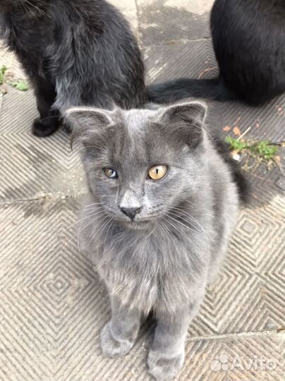 Котенок девочка вислоухая