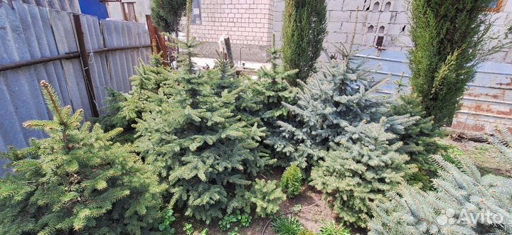 Ель голубая