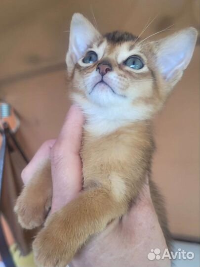 Абиссинская