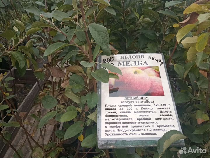 Саженцы яблони Мелба
