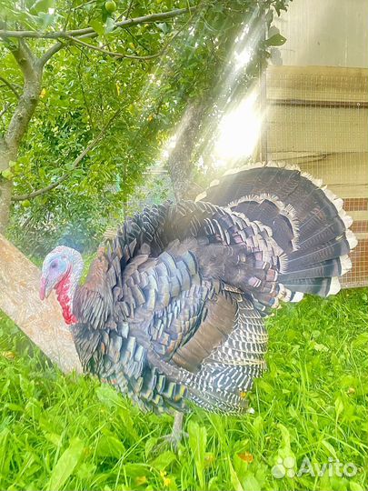 Инкубационное яйцо северокавказкий индюк