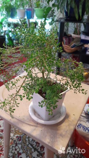 Декабрист белый и много других