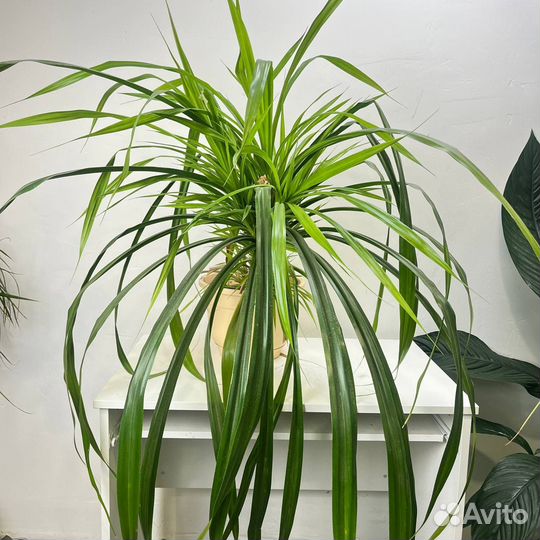 Пальма Панданус