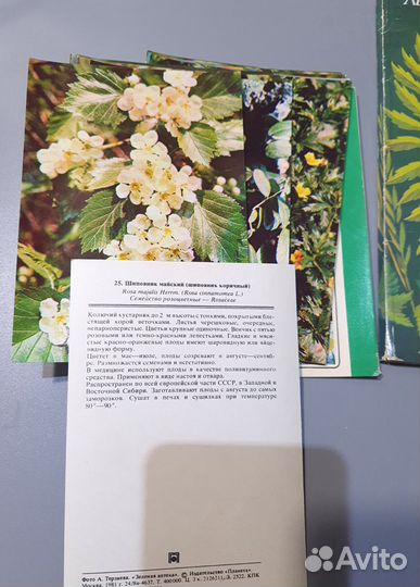 Набор открыток Лекарственные растения