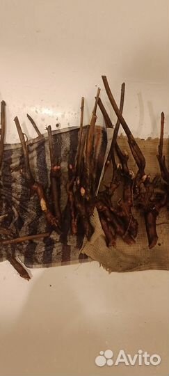 Продаю корни пионов