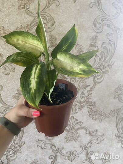 Комнатные цветы