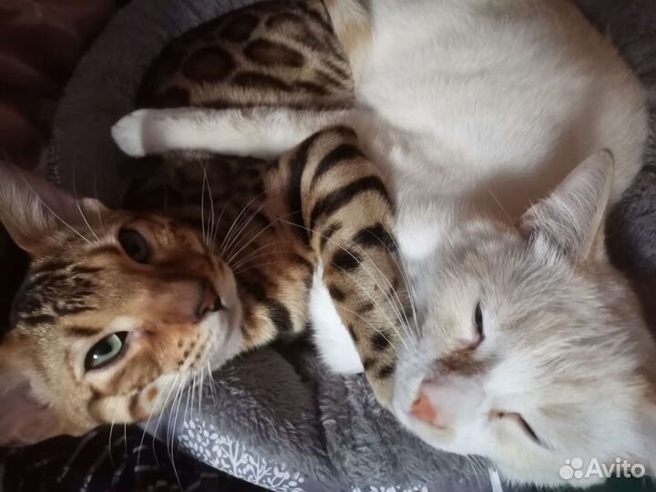 Котоняня. Передержка котов и кошек