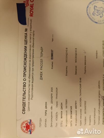 Вязка/случка Джек Рассел Терьер бесплатно