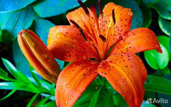 Лилейники. Лилии