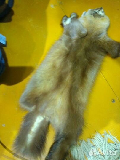 Шкурка соболя