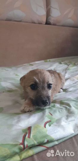 Щенята в добрые руки