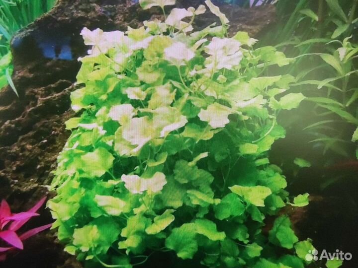 Кардамон лира на питательной кочке