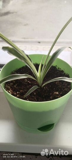 Хлорофитум