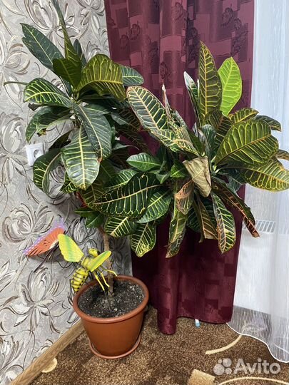 Комнатные цветы Кротон