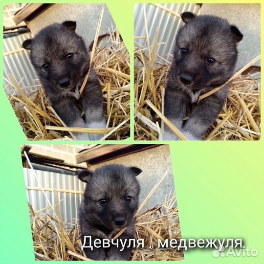 Сибирский хаски